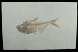 Large Diplomystus Fossil Fish Plate #5497-1